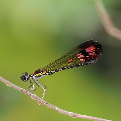 Stream Ruby photo 4