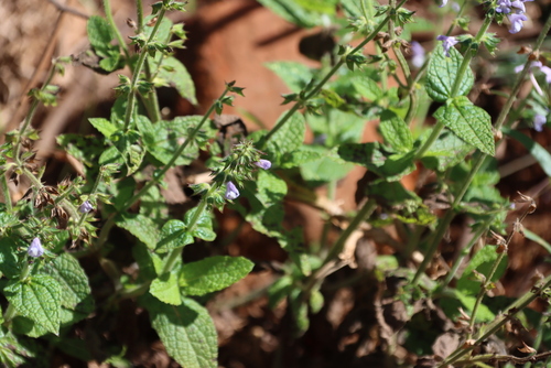 Nile Sage