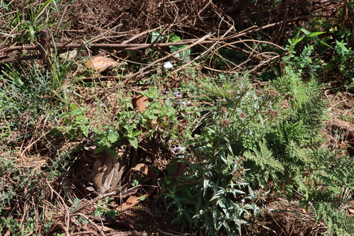 Image of Salvia nilotica by (c) Tony Rebelo, some rights reserved (CC BY-SA)