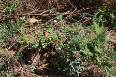 (c) Tony Rebelo, some rights reserved (CC BY-SA) Salvia nilotica, photograph (c) Tony Rebelo, some rights reserved (CC BY-SA)