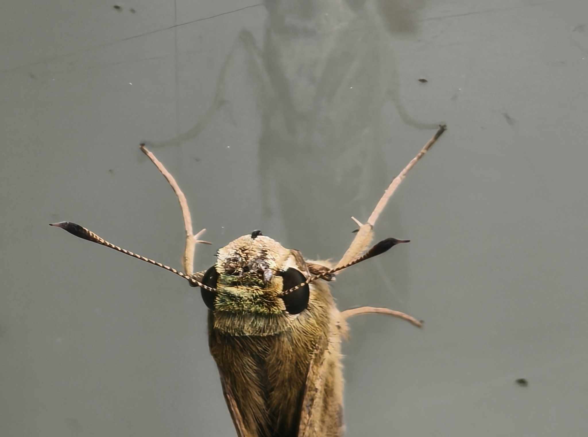 Slender Skimmer