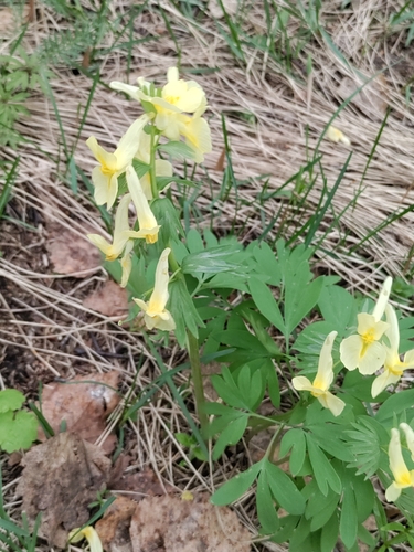 Image of Corydalis bracteata by (c) Павел, some rights reserved (CC BY)