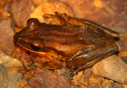 Polypedates leucomystax