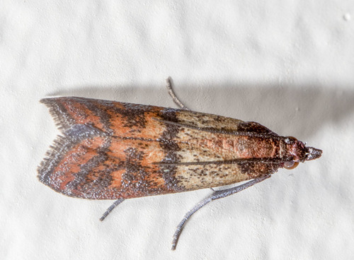 Indian-Meal Moth, photo 4 of 10