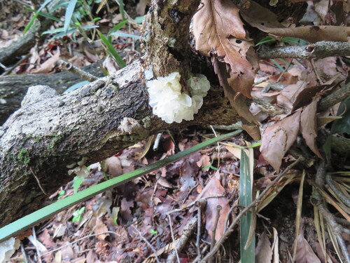 Tremella fuciformis