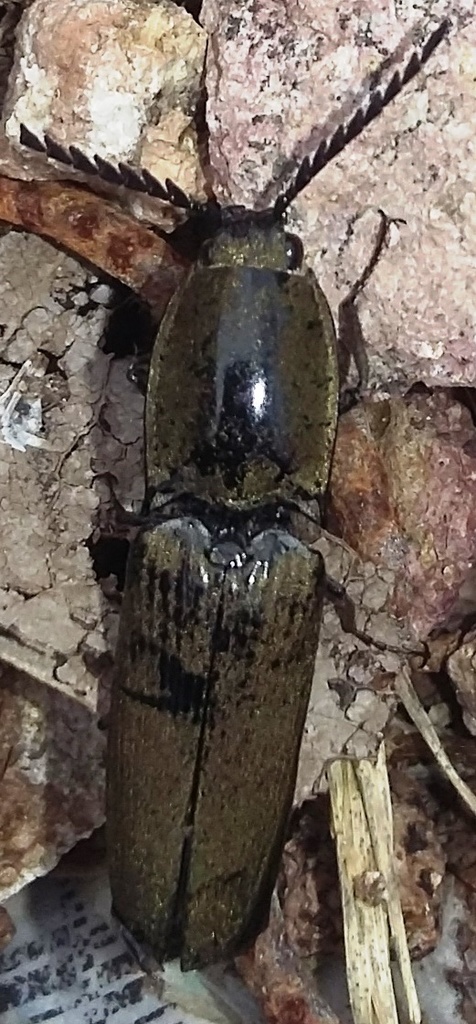 Chalcolepidius attenuatus