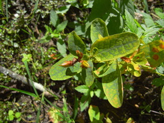 Hypericum fraseri