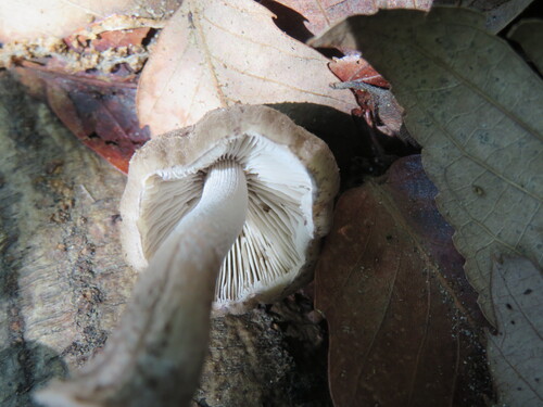 Coprinopsis cineraria