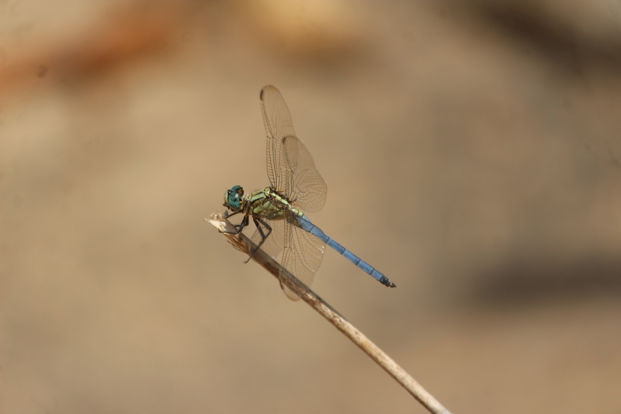 Marsh Skimmer