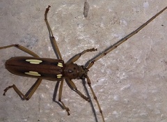 Eburia