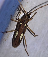Eburia