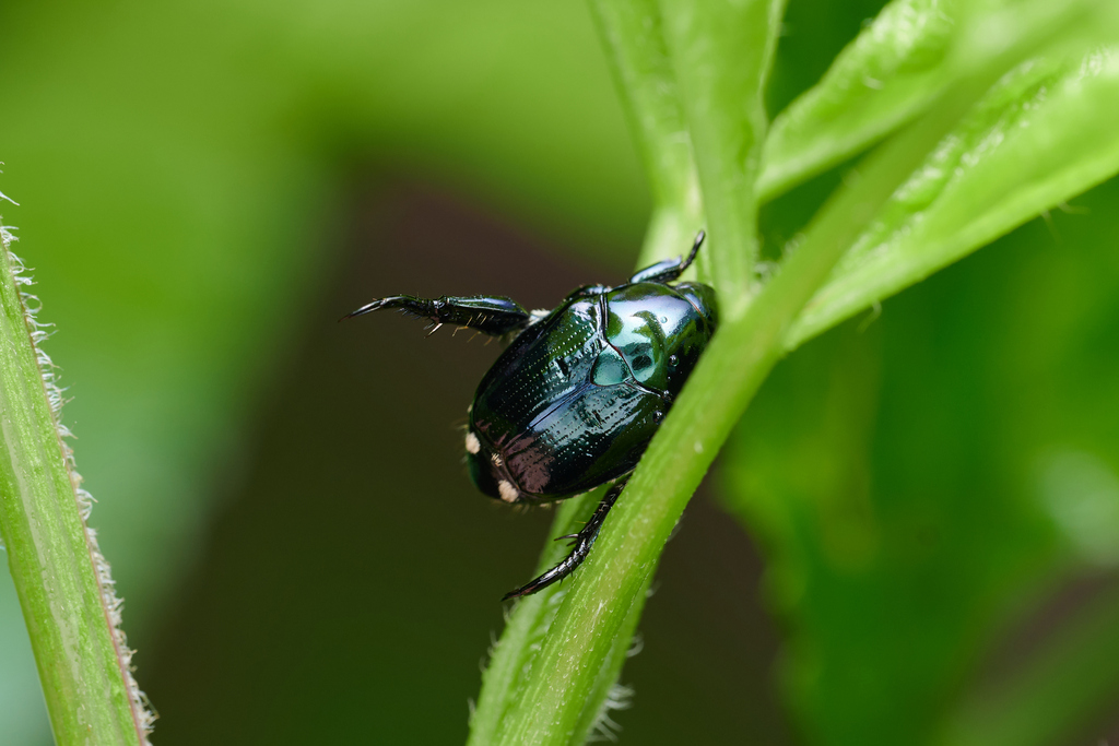 Popillia testaceipennis