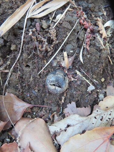 Astraeus hygrometricus