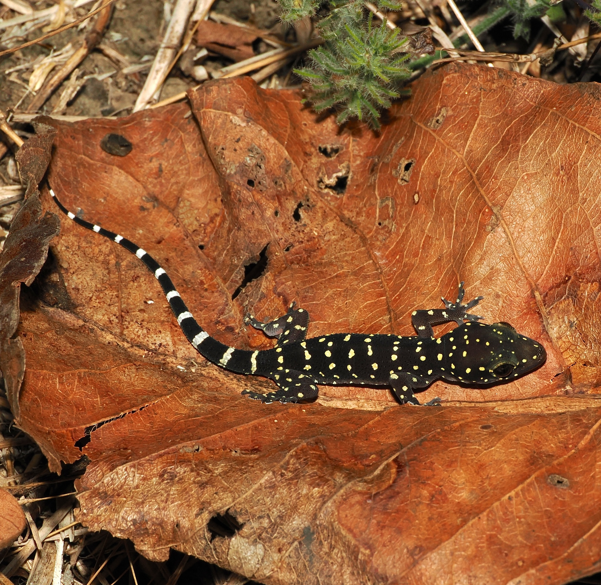 Bombay Leaf-toed Gecko