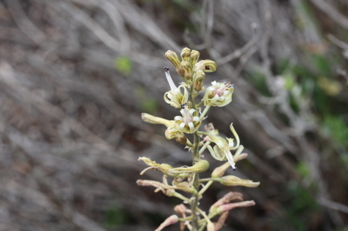 Image of Satin Squill by no rights reserved