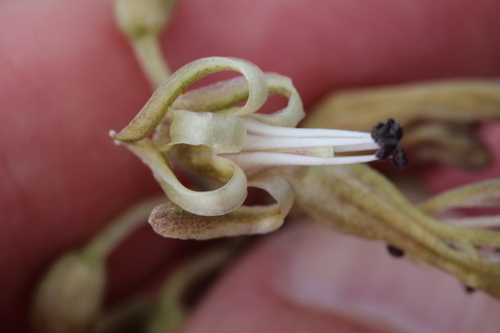 Image of Drimia elata by no rights reserved