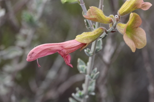 Image of Salvia lanceolata by no rights reserved