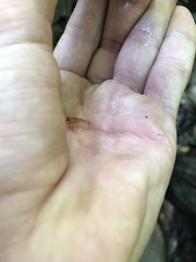 Cambarus carinirostris