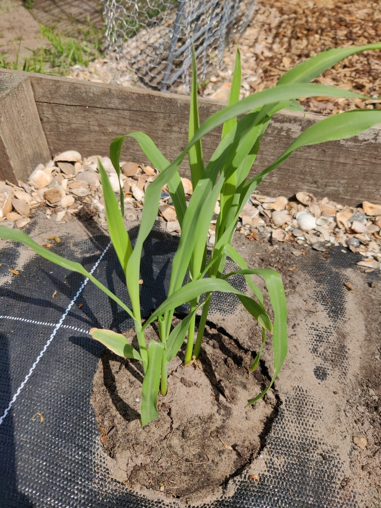 Zea mays