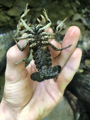 Cambarus carinirostris