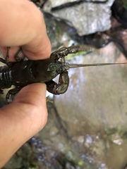 Cambarus carinirostris