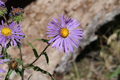 Dieteria bigelovii