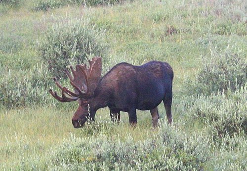 Alces alces