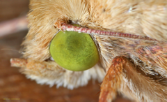 Helicoverpa armigera