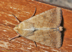 Helicoverpa armigera