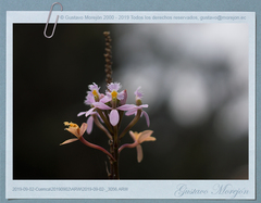 Epidendrum secundum