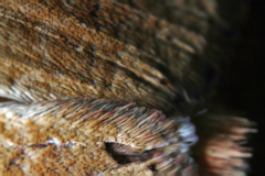 Helicoverpa armigera