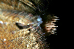 Helicoverpa armigera