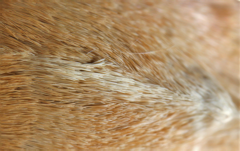 Helicoverpa armigera