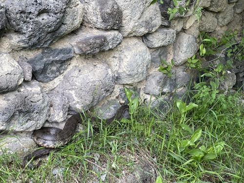 Levantine Viper