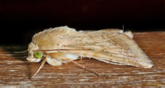 Helicoverpa armigera