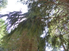 Pseudotsuga
