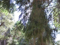 Pseudotsuga