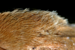 Helicoverpa armigera