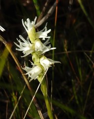 Spiranthes romanzoffiana