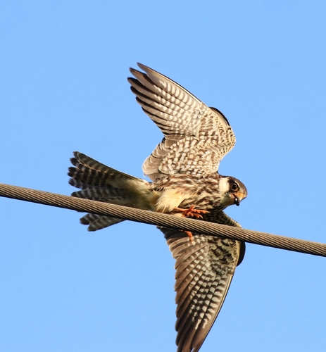 Cernícalo del Amur (Falco amurensis)