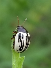 Zygogramma disrupta