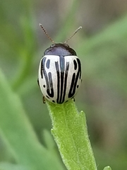 Zygogramma disrupta