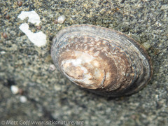 Lottia paradigitalis