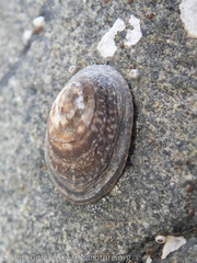 Lottia paradigitalis