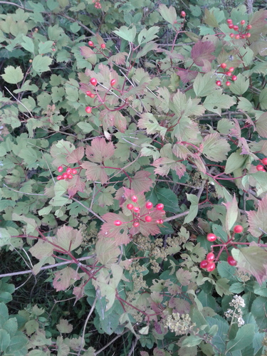 Viburnum trilobum image