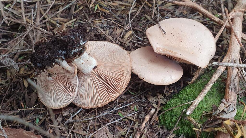 Rhodocybe piperita · May 2025 · photo: © rgpowlesland (iNaturalist, cc-by-nc)