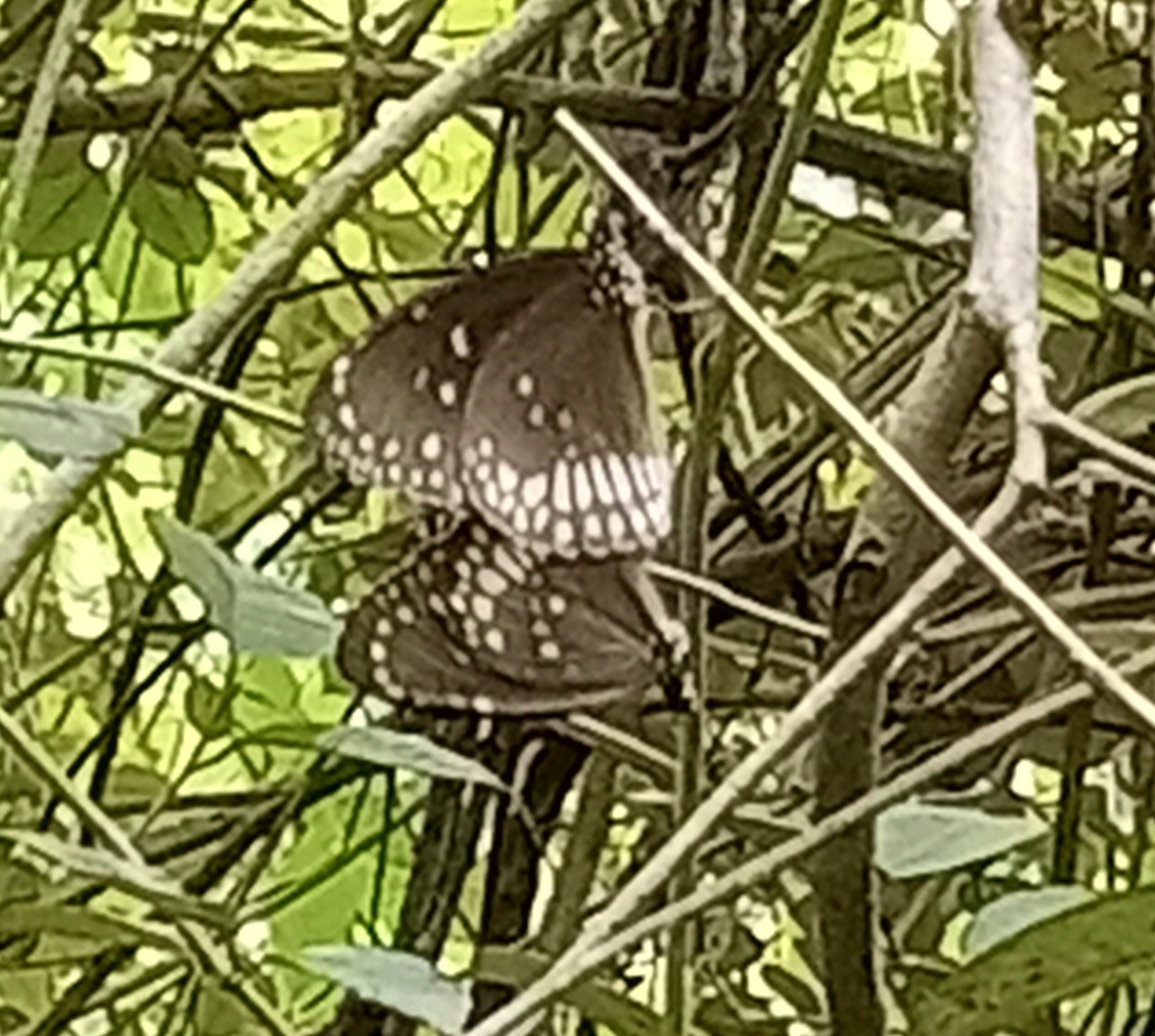 Common Crow