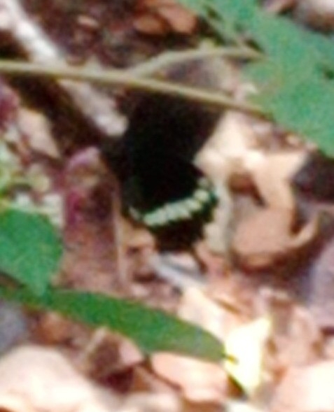 Common Mormon
