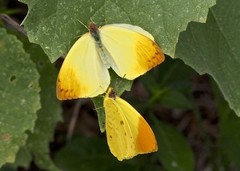 Afrodryas leda