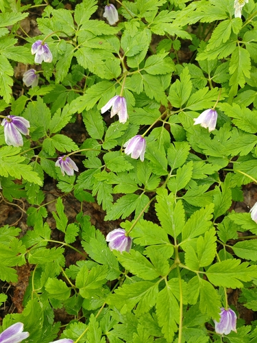 Image of Altaic Anemone (Anemonoides altaica) by (c) Ульяна Ярцева, some rights reserved (CC BY)